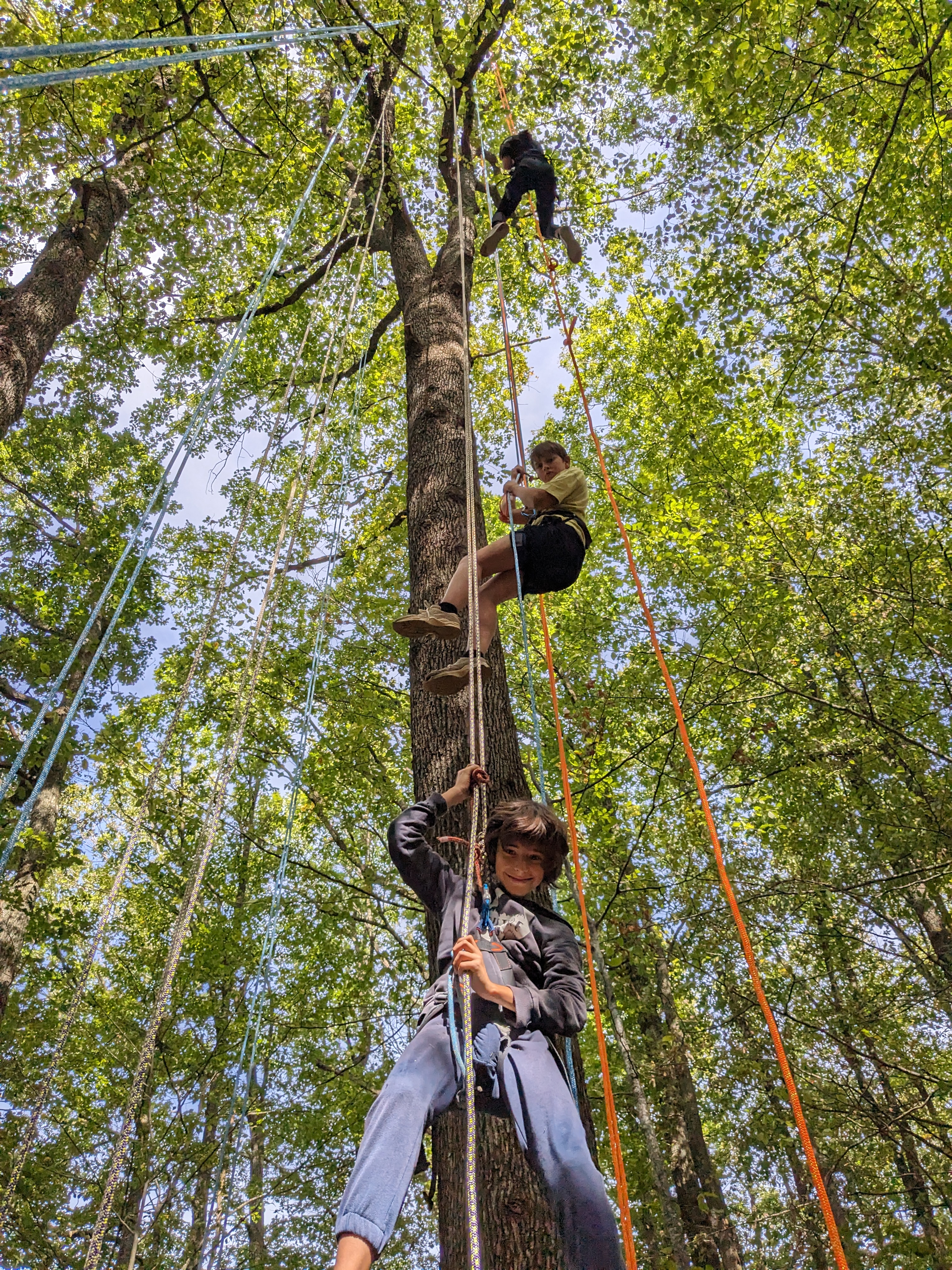 Forêts de Chartreuse : Biodiversité, Gestion Durable et Grimpe d'Arbre