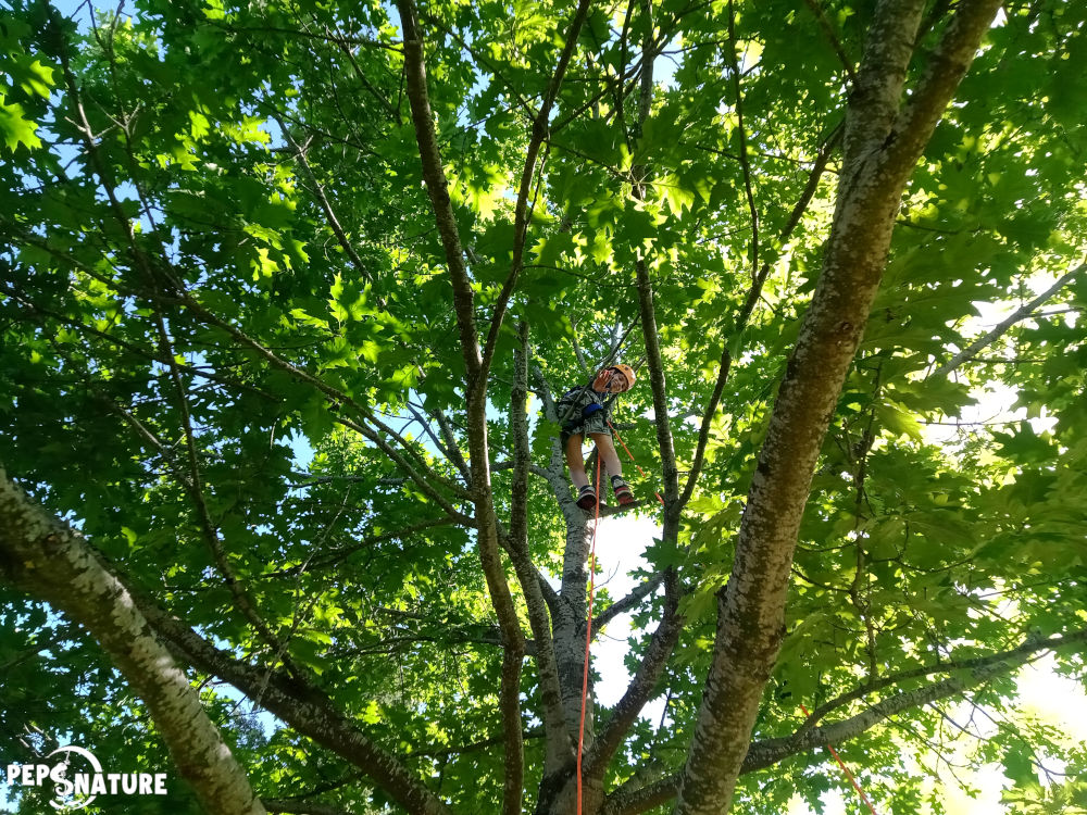 Grimpe d'arbre